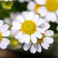 Chrysanthèmes blancs