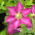 Clématites roses