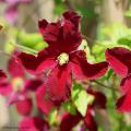 Clématites rouges