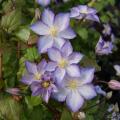 Clématites à fleurs simples