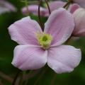 Clématites à floraison printanière