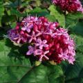 Clerodendron