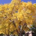 Conifères à couleurs d'automne