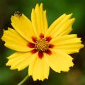 Coreopsis