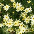 Coreopsis couvre-sol