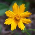 Coreopsis jaunes