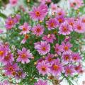 Coreopsis roses