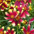 Coreopsis rouges