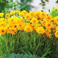 Coreopsis pour pots