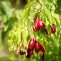 Cornouillers fruitiers