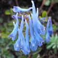 Corydales bleues