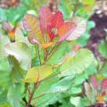 Cotinus - Arbre-aux-perruques