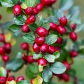 Cotoneaster