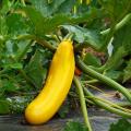 Courgettes Bio