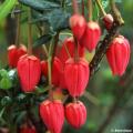 Crinodendron - Arbre aux lanternes