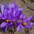 Crocus Safran - crocus sativus