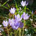 Crocus d'automne