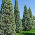 Cupressus (Cyprès)