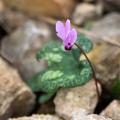 Cyclamens d'automne