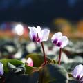 Cyclamens