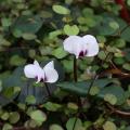 Cyclamens de jardin