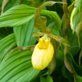 Cypripedium - Sabot de Vénus