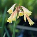 Cyrtanthus ou Amaryllis pourpre