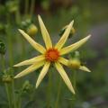 Dahlias Honka