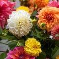 Dahlias Les Collections