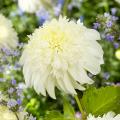 Dahlias à massif