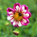 Dahlias collerette