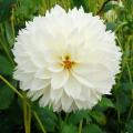 Dahlias fimbriata