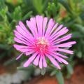 Delosperma roses