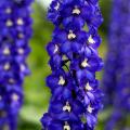 Delphiniums bleus