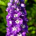 Delphiniums doubles