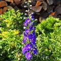 Delphiniums géants