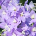 Delphiniums mauves à violets