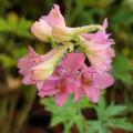 Delphiniums roses