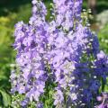 Delphiniums sauvages