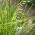 Deschampsia