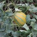Plants de Melons en mini-mottes