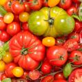 Plants de Tomates en mini-mottes