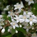 Deutzia