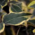 Elaeagnus ebbingei - Chalef d'Ebbing