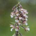 Epipactis