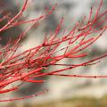 Erables du Japon à bois coloré