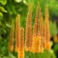 Eremurus (Lis des steppes)