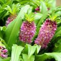 Eucomis - Fleur ananas