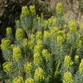 Euphorbes des garrigues - Euphorbia characias