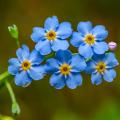 Myosotis